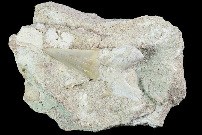 Otodus Shark Tooth Fossil In Rock - Eocene #87028